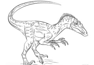 Velociraptor coloring page | Free Printable Coloring Pages