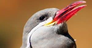 Facts: Dinosaurs and birds are similar