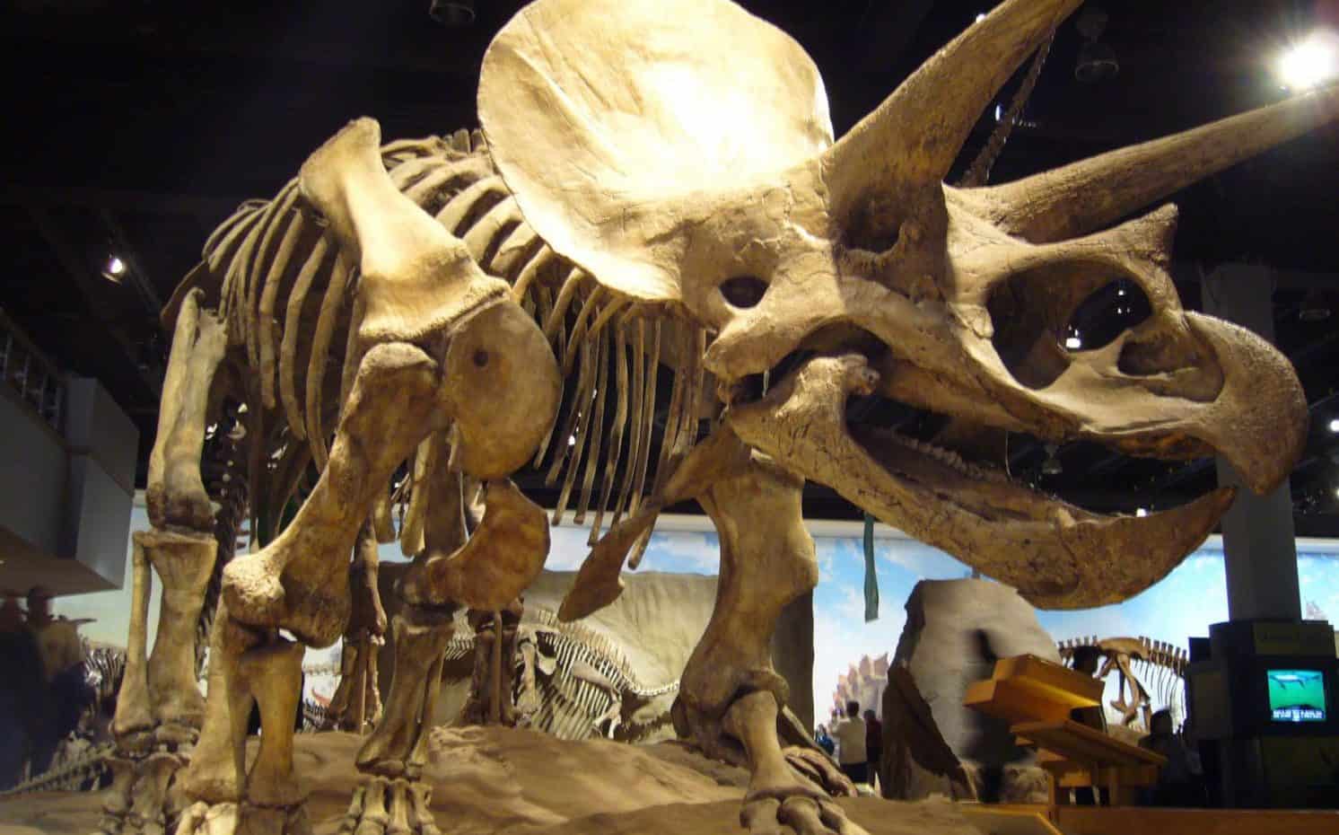 Dinosaur fun Facts - Museum skeleton display